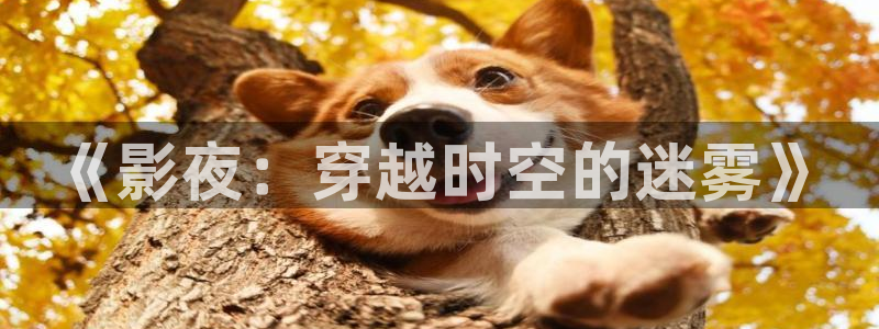 98视频.com视频：《影夜：穿越时空的迷雾》